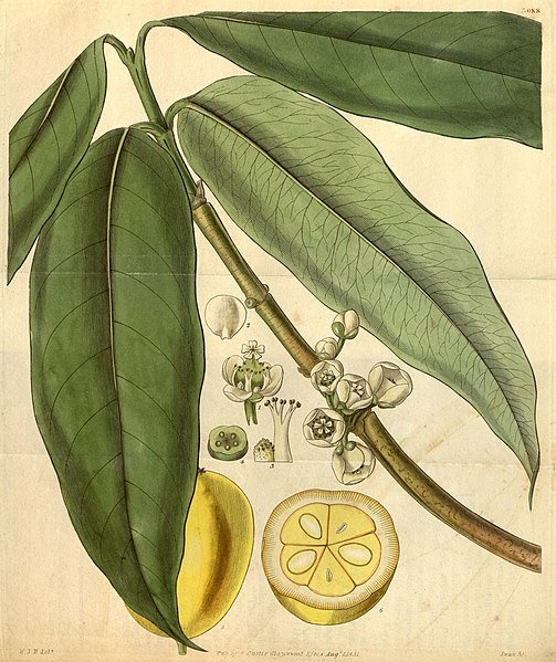 File:Curtis's botanical magazine (Plate 3088) (8410403017).jpg