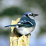 Esemplare della sottospecie cyanotephra nell'Iowa.