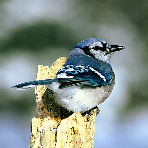 Голубая сойка (Cyanocitta cristata)