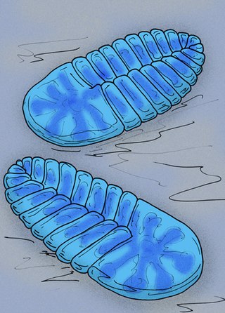 <i>Cyanorus</i> Genus of Precambrian organisms