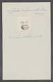 Cyclas calyculata - - Print - Iconographia Zoologica - Special Collections University of Amsterdam - UBAINV0274 078 06 0005.tif