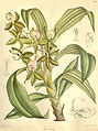 Cycnoches haagii plate 7502 in: Curtis's Bot. Magazine (Orchidaceae), vol. 122, (1896)