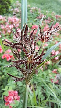 Cyperus_rotundus