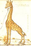 En giraff (teckning av Ciriaco)