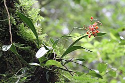 Cyrtochilum rhodoneurum - Flickr 003.jpg