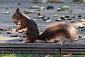 * Nomination Squirrel in the garden in Hausdülmen, Dülmen, North Rhine-Westphalia, Germany --XRay 03:08, 23 October 2021 (UTC) * Promotion  Support Good quality -- Johann Jaritz 03:29, 23 October 2021 (UTC)