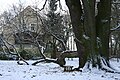 Polski: 700-letni dąb na terenie parku, pomnik przyrody English: 700-year-old oak tree, nature monument