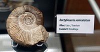 Dactylioceras (Orthodactylites) semicelatum Dactylioceras semicelatum - Naturhistorisches Museum, Braunschweig, Germany - DSC05126.JPG