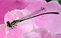 ♂ Ischnura posita (Fragile Forktail)