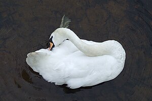 Loch Lomond's Swan