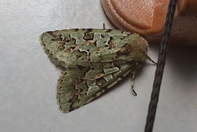 Daseochaeta viridis