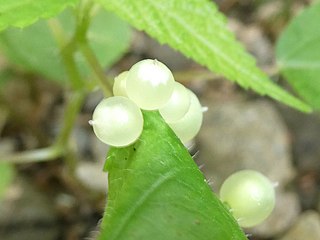 <i>Dasineura investita</i> Species of fly