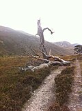 Thumbnail for File:Dead Pine in Glen Derry - geograph.org.uk - 4186879.jpg