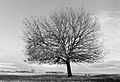 Eik Quercus In mild winterlicht.