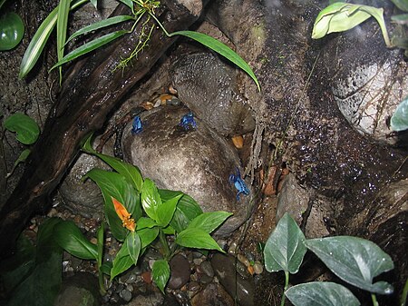 Fail:Dendrobates azureus, Baltimore Aquarium.jpg