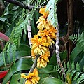 Dendrobium bullenianum flowers