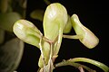 Dendrobium compressum