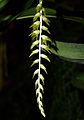 Dendrochilum longifolium