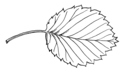 Dentate leaf (PSF).png