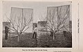 Descriptive catalogue - fruit plants, fruit trees, ornamental trees, shrubs and vines (1899) (19933847513).jpg