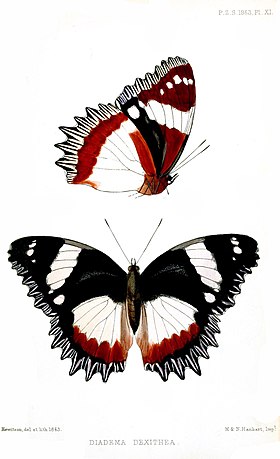 Ilustração de H. dexithea, por W.C. Hewitson, retirada de Proceedings of the Zoological Society of London (1863, plate XI).[1]