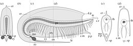 Diagrammatic reconstruction of Fibulacaris nereidis.jpg