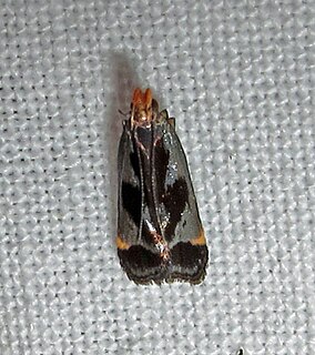 <i>Dichomeris ochripalpella</i> Species of moth