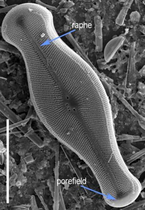 Scanning electron micrograph of the silica cell wall of D. geminata. Scale bar is 50 mm. Image by Sarah Spaulding, USGS. Didymo-cell-biology.png