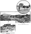 File:Die Gartenlaube (1899) b 0429.jpg Junge Strauße. Weidefeld mit der östlichen Spitze der Anasberge. Farmwächterhaus, im Vordergrunde eine primitive Gerberei nach Boerenweise.