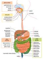 Miniatura Układ pokarmowy człowieka