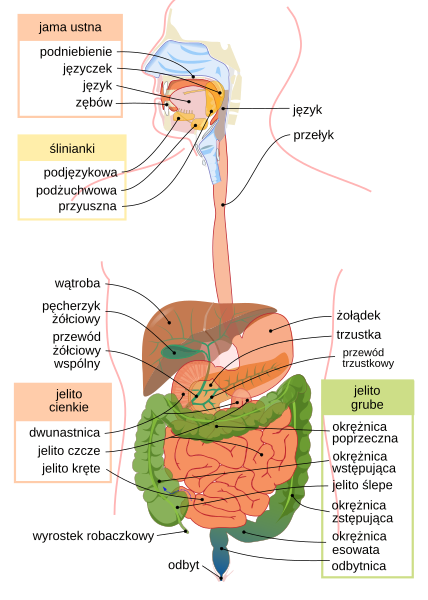 File:Digestive system diagram pl.svg