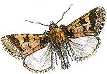 Dipterhecome discibrunnea.JPG