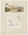 Dipus hirtipes - 1700-1880 - Print - Iconographia Zoologica - Special Collections University of Amsterdam - UBA01 IZ20500017.tif
