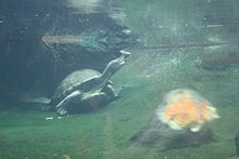 Central American river turtle in Prague Zoo Dlouhohlavka mexicka 7157u.jpg