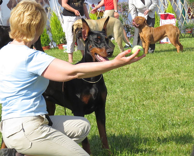 File:Dobermann Moletai May 2014.jpg