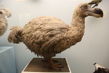 Dodo Dodo, Natural History Museum, London 2.JPG