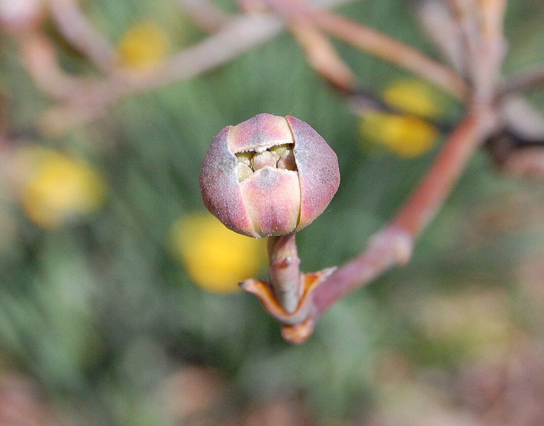 File:Dogwood blossom.jpg