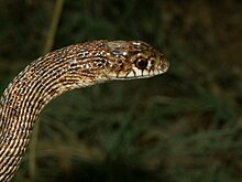 Dolichophis schmidti03.jpg