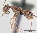 Miniatura para Dorymyrmex goeldii