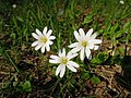 ? (Stellaria holostea) don Pedro