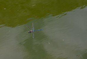 Dragonfly Sedge Hawker Aeshna juncea