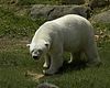 Polar bear wandering through Druid Hill Park