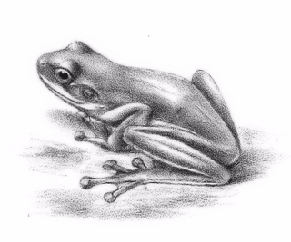 <span class="mw-page-title-main">Costa Rica brook frog</span> Species of amphibian