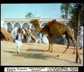 ETH-BIB-Tripolis, Suk el Giuma, Kameel -Kamel--Dia 247-04353.tif