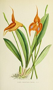 plate 25 Masdevallia veitchiana