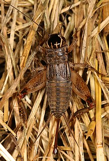 <i>Miogryllus saussurei</i> Species of cricket