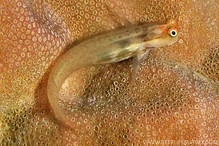 <i>Ecsenius stictus</i> Species of fish