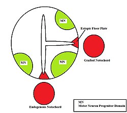 Depiction of the formation of an ectopic floor plate within the neural tube in the presence of a second notochord