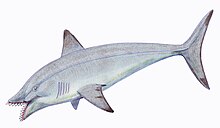 Life restoration of the Late Devonian-Carboniferous Chimaera relative Edestus Edestus protopirata1DB.jpg