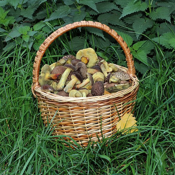 File:Edible fungi in basket 2020 G4.jpg